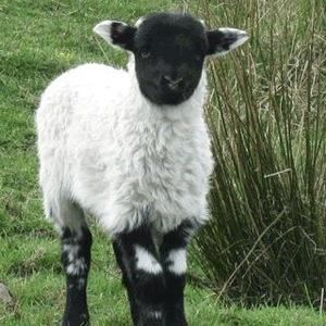 Meet your Posher, Tracey